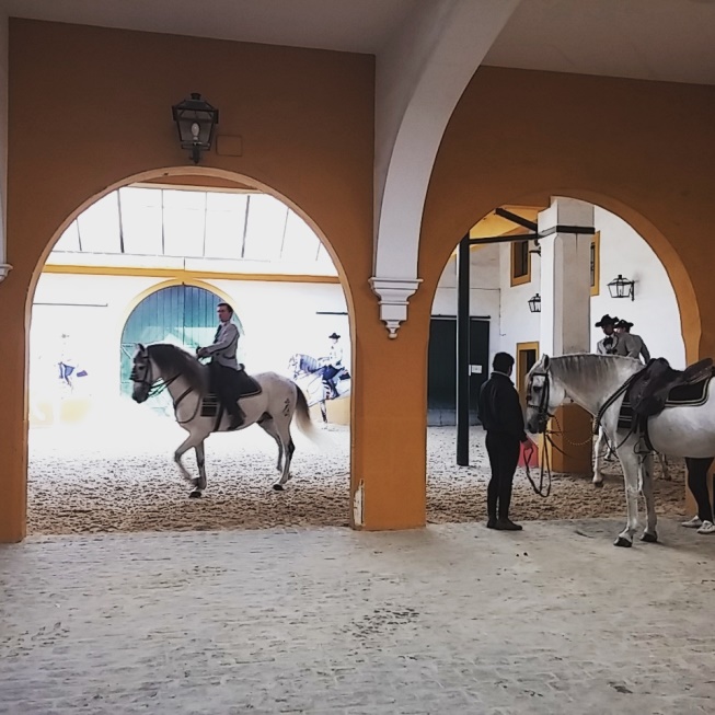 Cavalli andalusi si scaldano prima dello spettacolo alla Real Escuela Andaluza del Arte Equestre