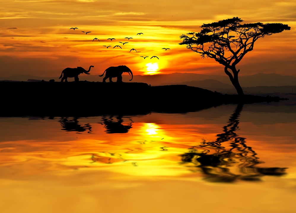Elefanti al tramonto in Africa