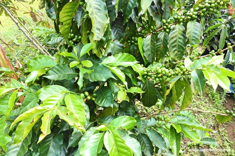 pianta-del-caffe-viaggio-Colombia