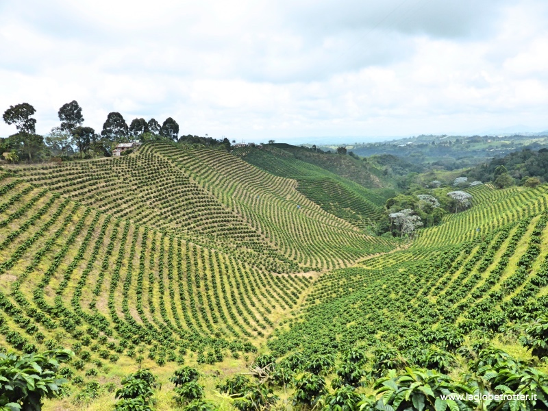 piantagioni di caffé colombia