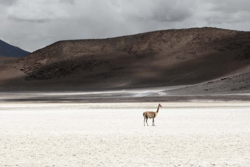Deserto Bolivia - Cile