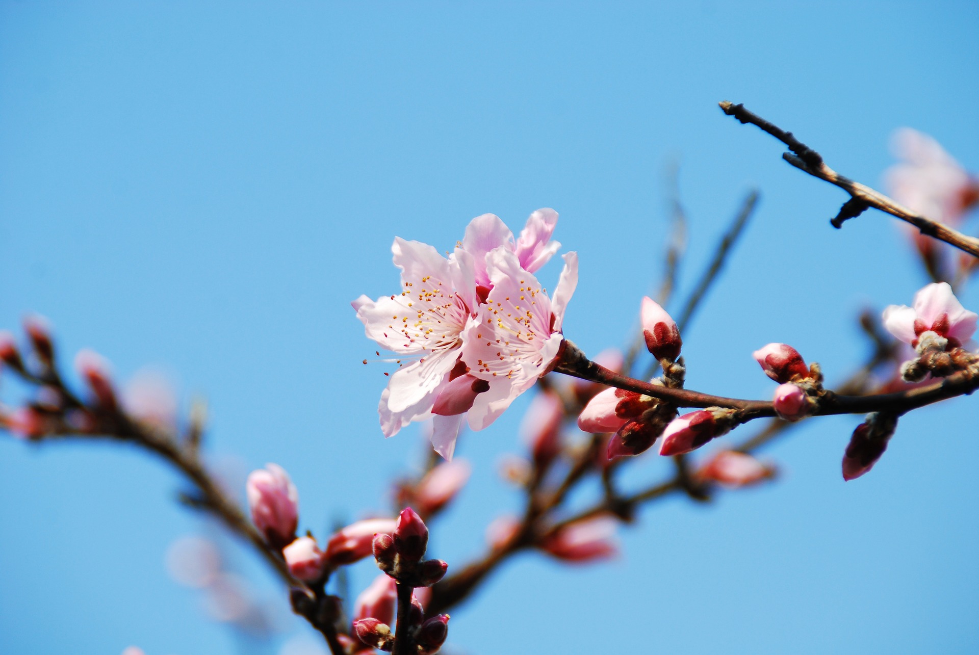 Sakura fioritura Giappone