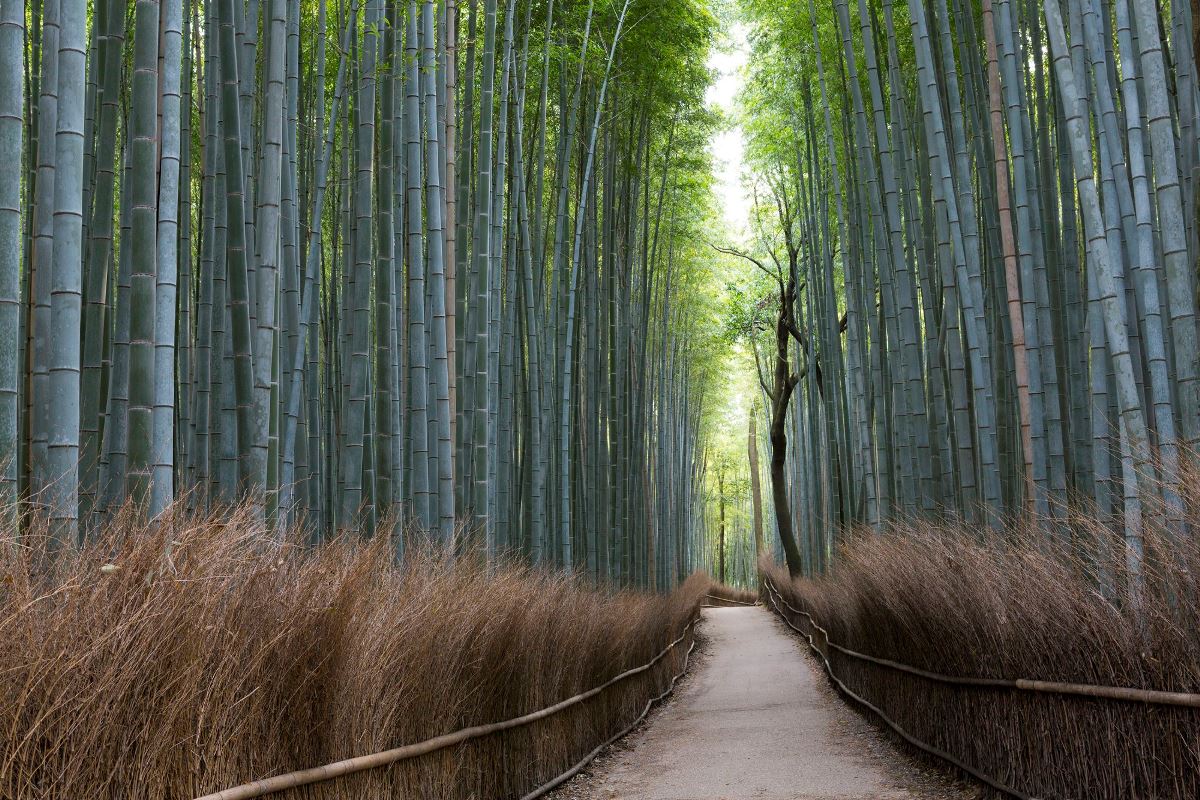 giappone bambu foresta